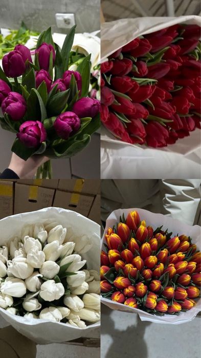 Тюльпаны ПРЕМИУМ СОРТ! Гиганты!