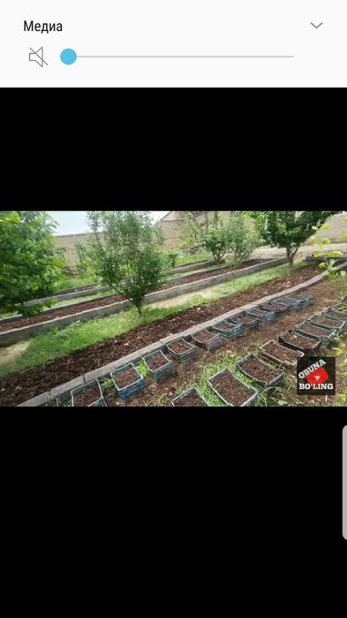 Чувалчанглар ва биогомус Сотилади