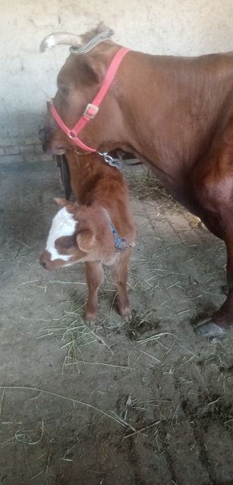 Жондор калсо олдида