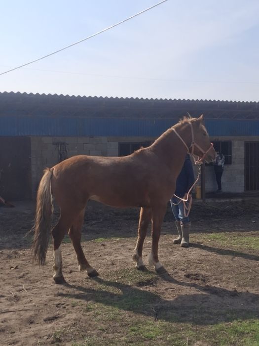 Пподам жеребец 4годика