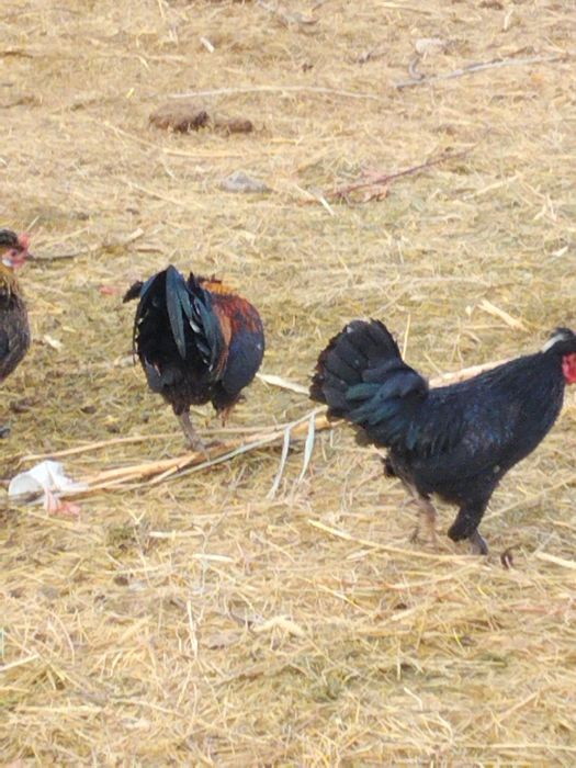 Японский кораздар