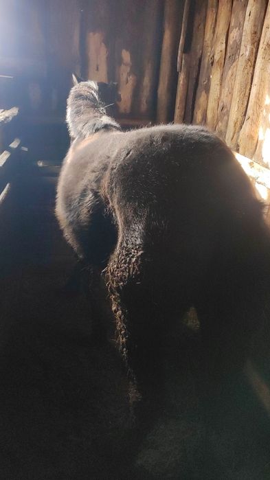 Ұрғашы тай сатылады жемделген