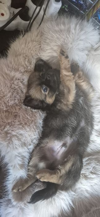 Chihuahua baietel cu acte