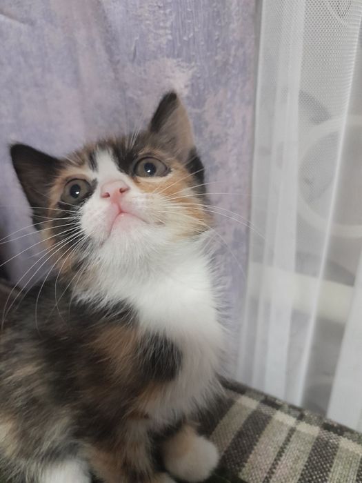 Котёнок в добрые руки