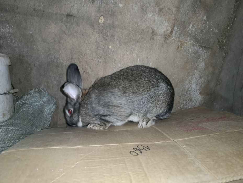 Продам или обменяю самца