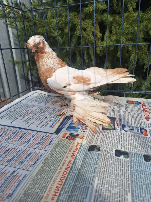 Продам самца 2025 по наватам