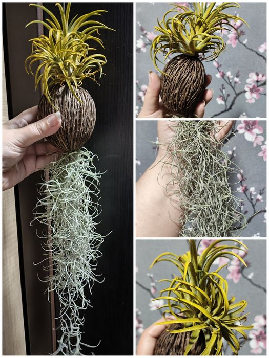 Комнатные растения