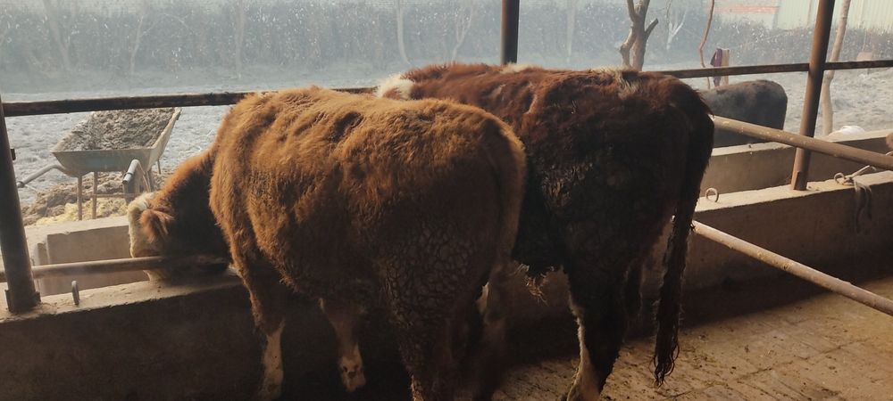 Сментал букалар тозза