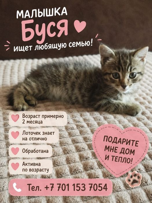 Бусинка ищет дом