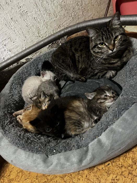 Продам котят вислоухие