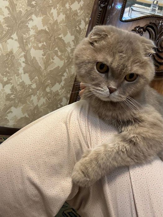 Кошка продаётся серый цвет