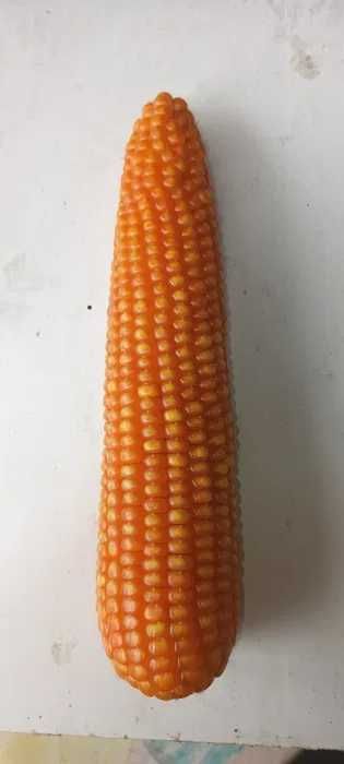 Vand porumb boabe recolta 2025