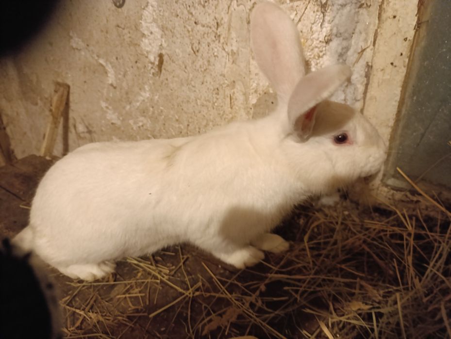 Белый  великан самец