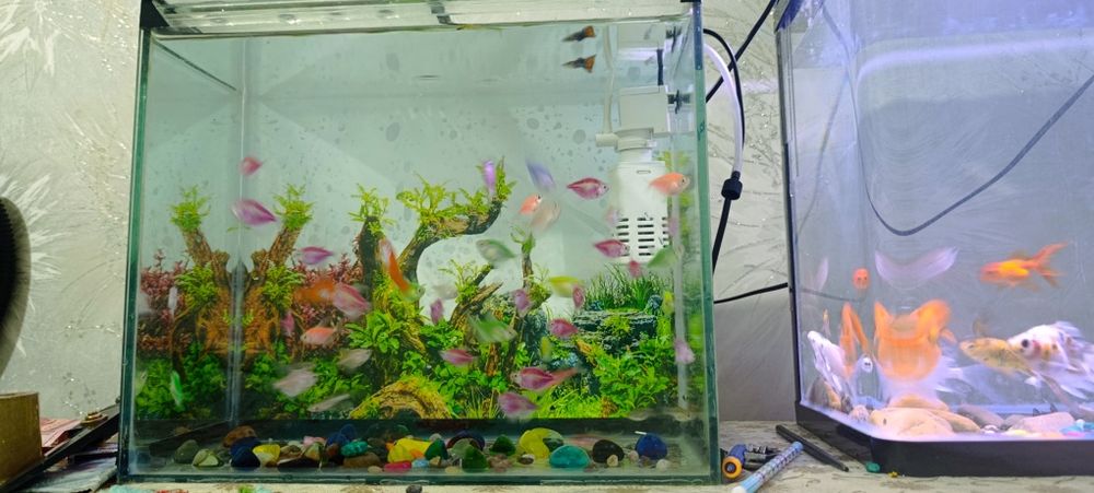 Akvarium va baliqlar sotiladi. +Filtr
