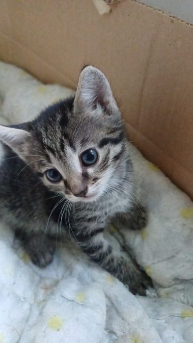 Отдам котят в добрые руки