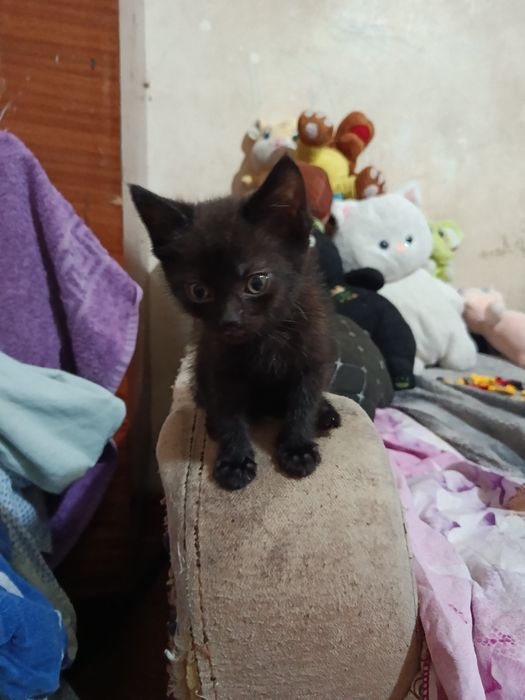 Отдам котят в добрые руки