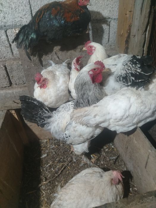 Продаётся  гуси куры