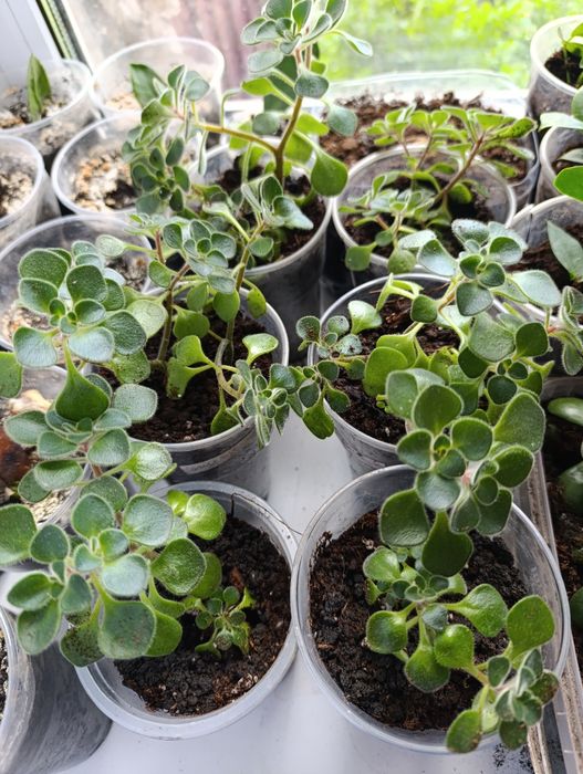 Продам комнатные цветы