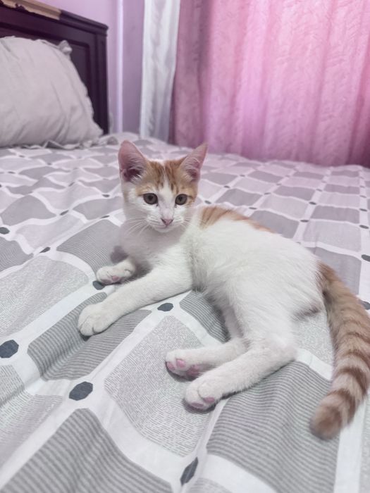 Милый котёнок в добрые руки бесплатно
