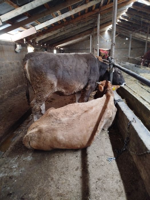 Семіз сиыр 1,5жас соғым