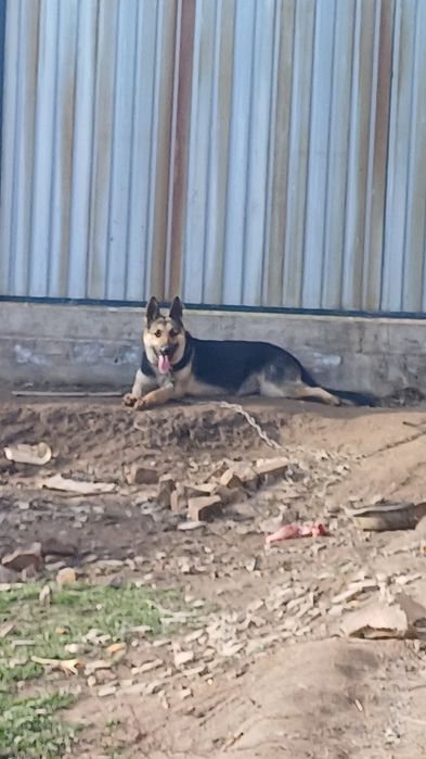 асалаумағаликум ВЕО сатлады