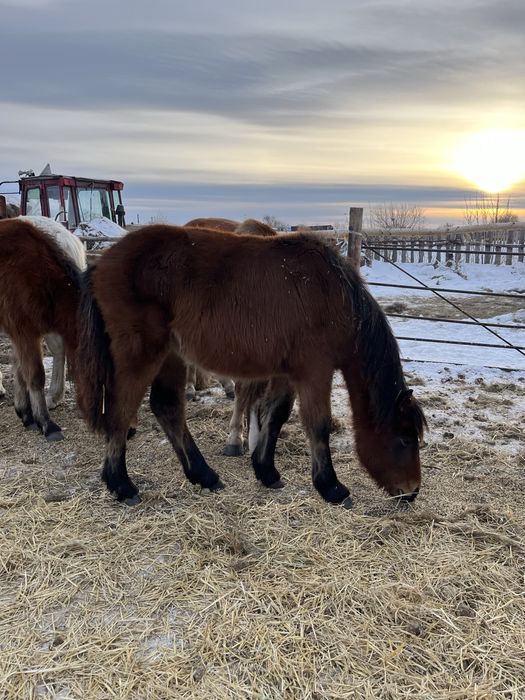 Жабағылар сатылады қаладан 30км