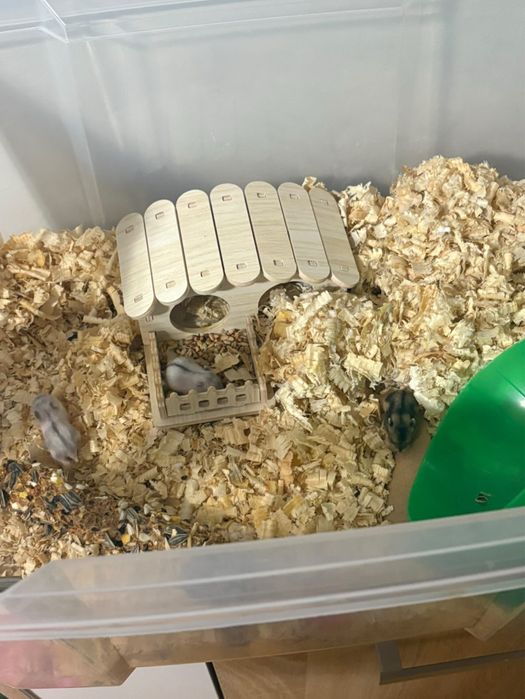 Мини хамстери/ джудже