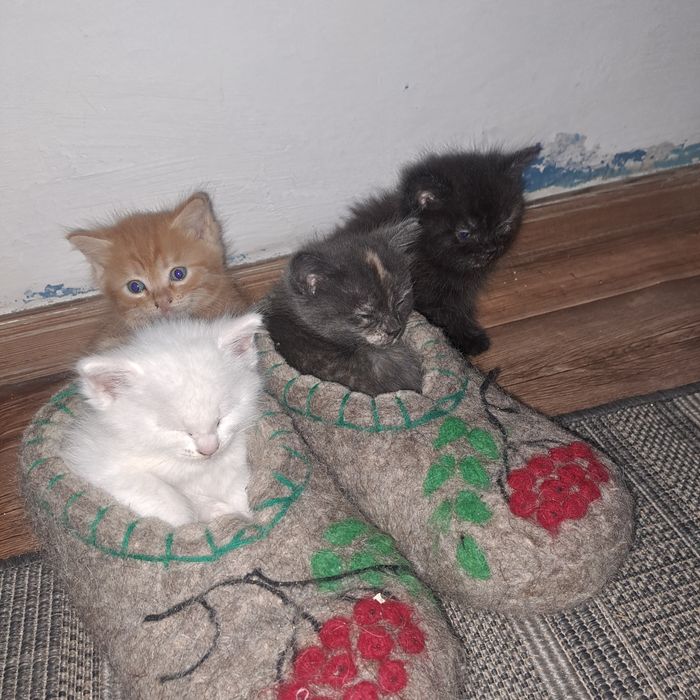 Бесплатно отдам котят