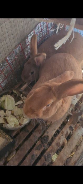 Quyon burgund oyla sotiladi