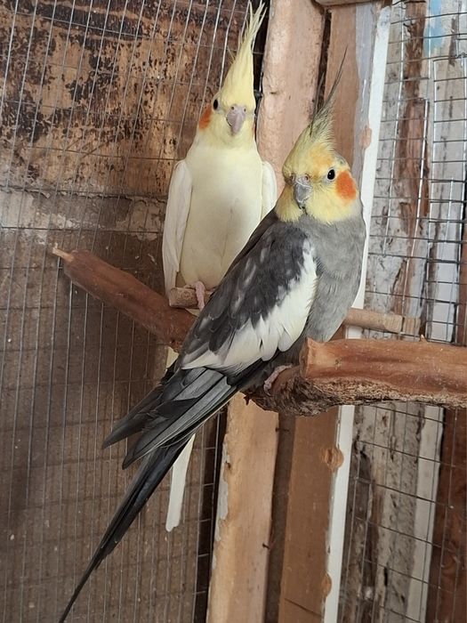 Корелла 1.5 года,