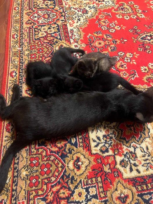 Котята в добрые руки. Шымкент
