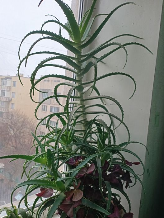 Продам лечебные растения