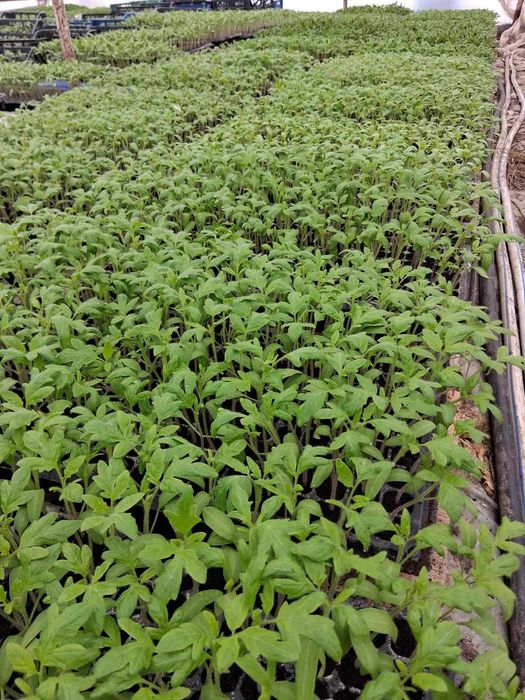 Разсад домати,краставици,пипер