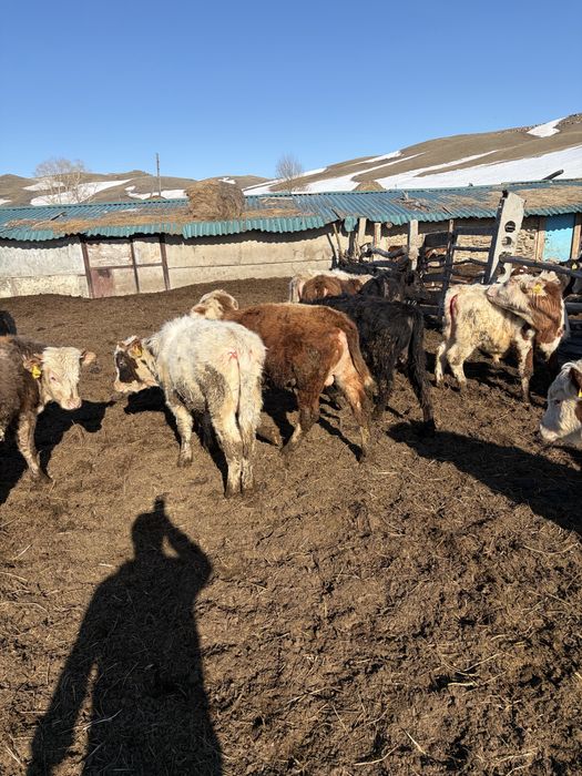 Продам годовалых бычков