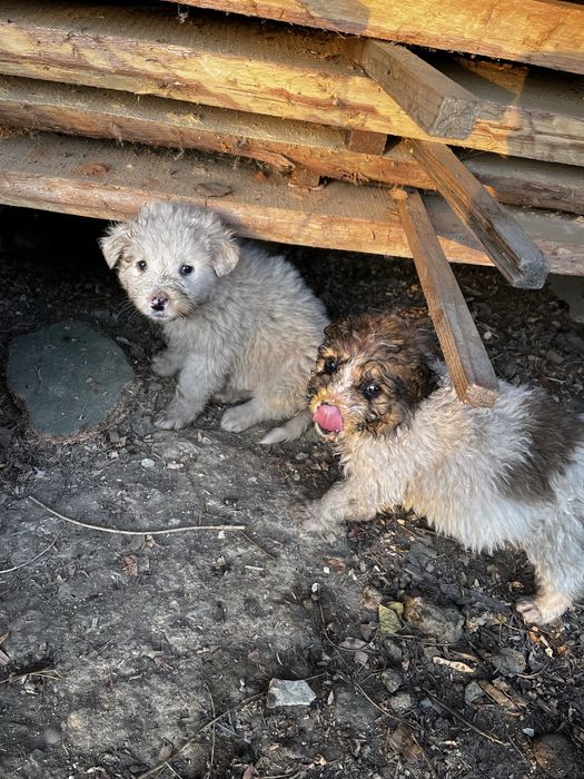 Donez 6 pui de catei