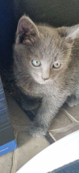Котята   девочка и мальчик!
