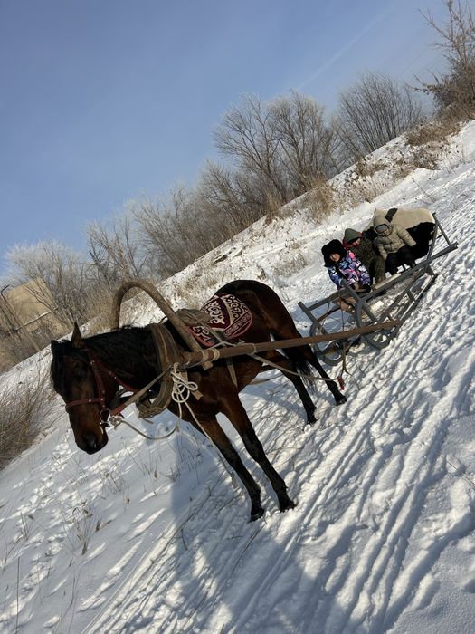 Продам жеребца англо костанай