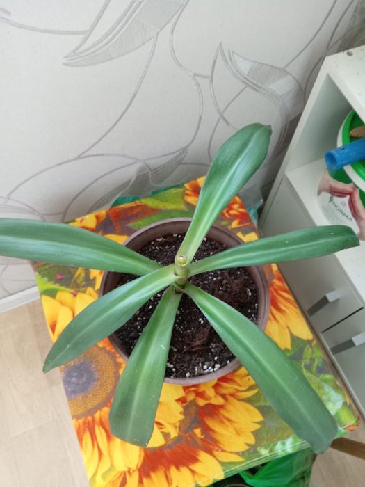 Комнатные цветущие растения