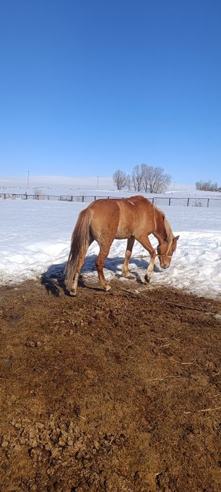 Продам жеребца 4 года