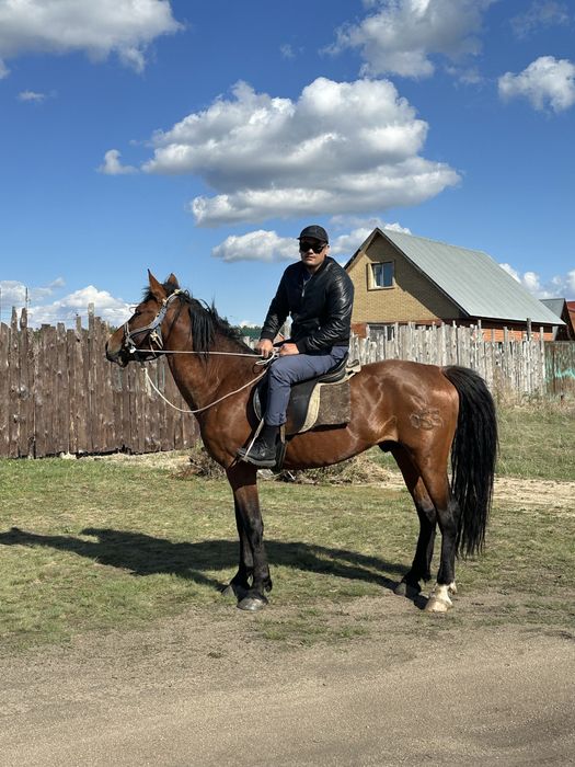 Продам айгыра 7 лет