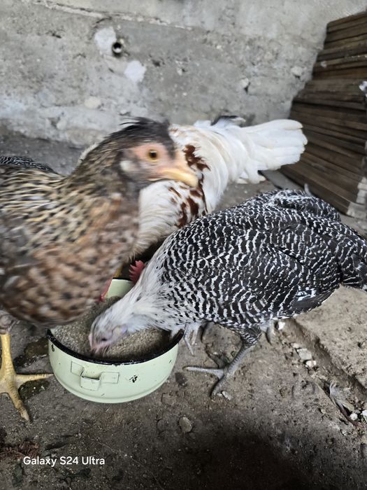 Петлета сив бракел