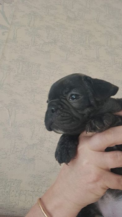 Тигровая девочка французский бульдог