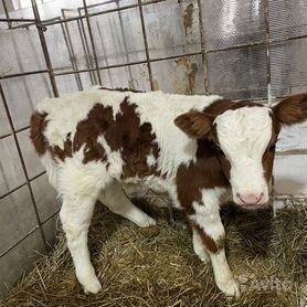 Симментал Бұзау Телята