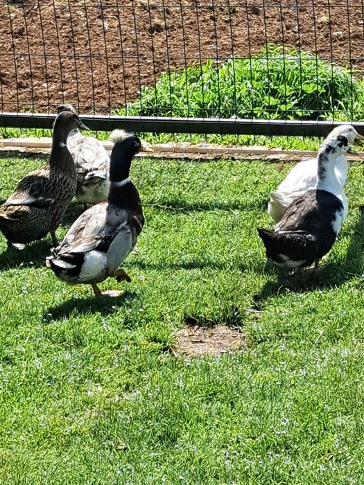 Vând rațe leșeștisi românești