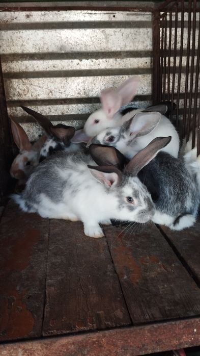 Продаются крольчата