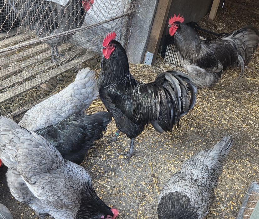 Oua incubat disponibile