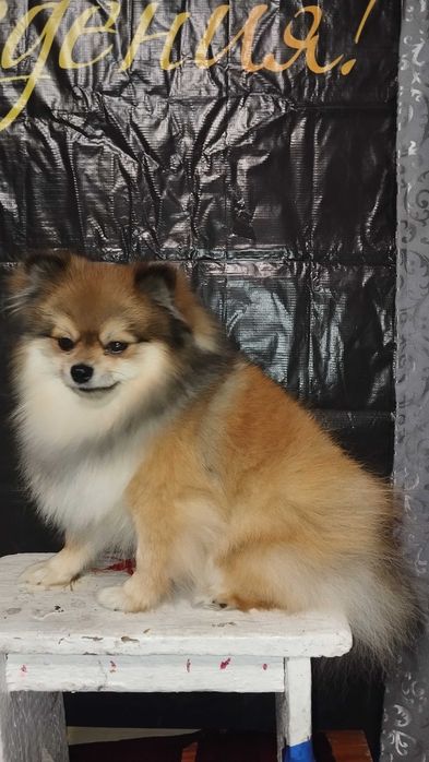 Шпиц померанский