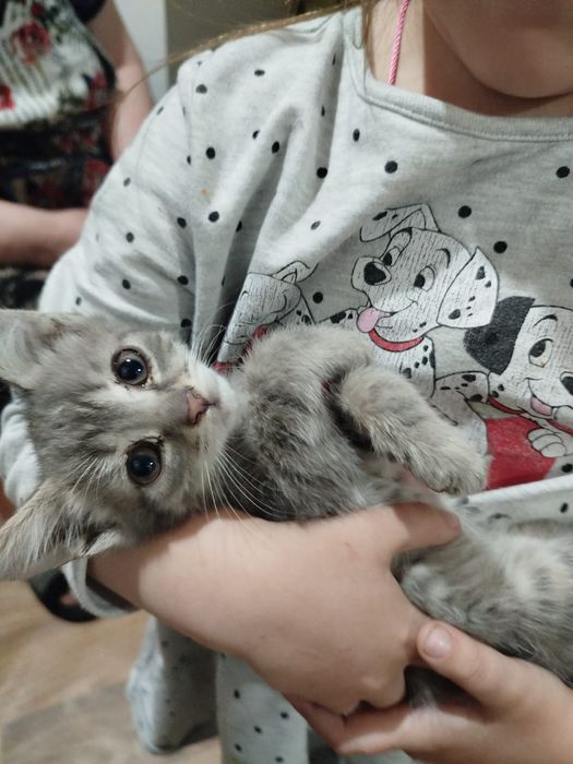 Дарю котят мама веслоухая