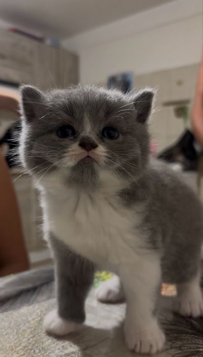 British shorthair bicolor