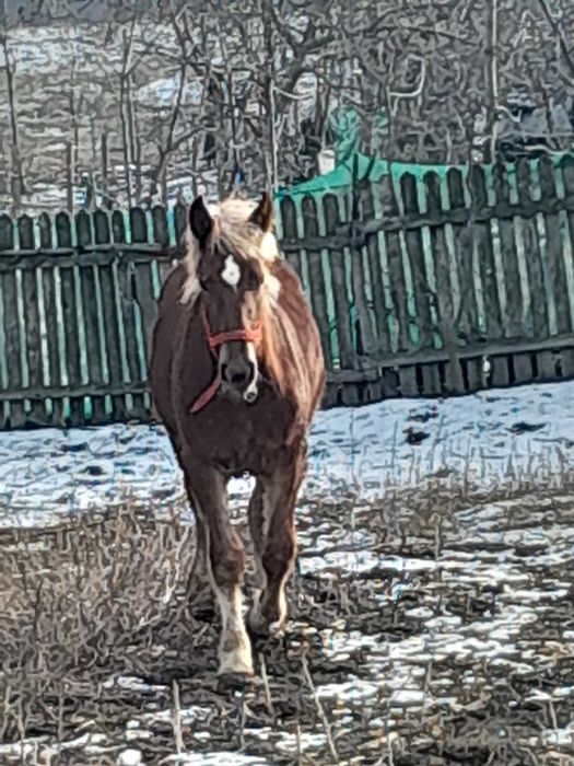 Vand mânză de 8 luni
